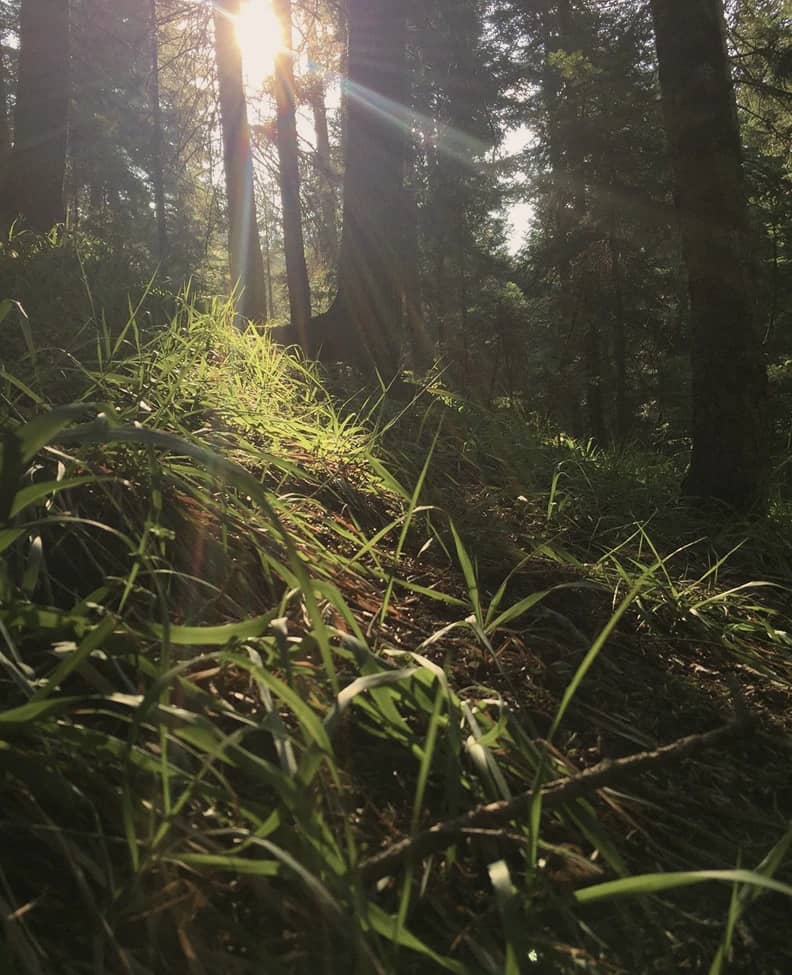 Смешанный лес